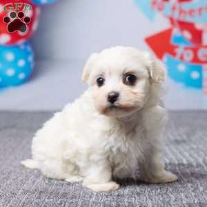 Macy, Havachon Puppy